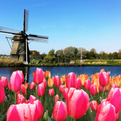 Dentist: realize your dreams, your future lies in the Netherlands!