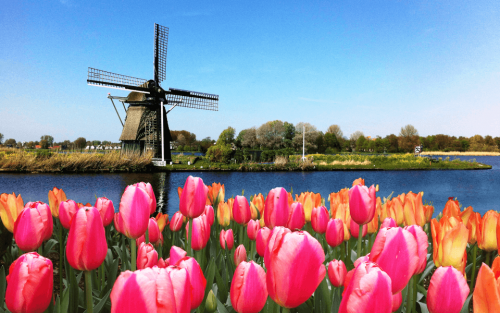 Dentist: realize your dreams, your future lies in the Netherlands!